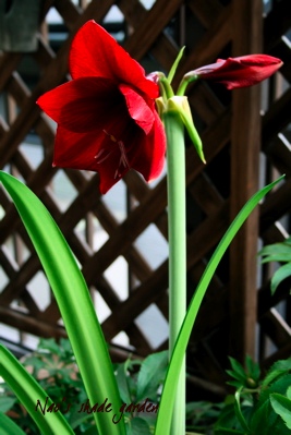 d0000274_11332784.jpg
