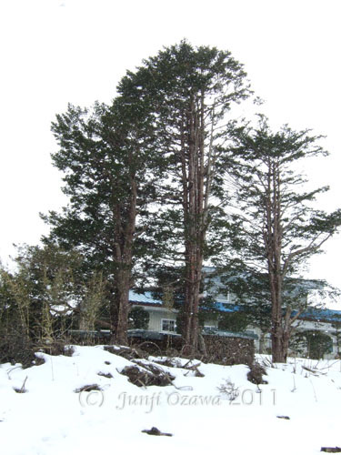 c0195281_1124723.jpg