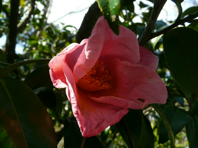 e0145782_1463713.jpg