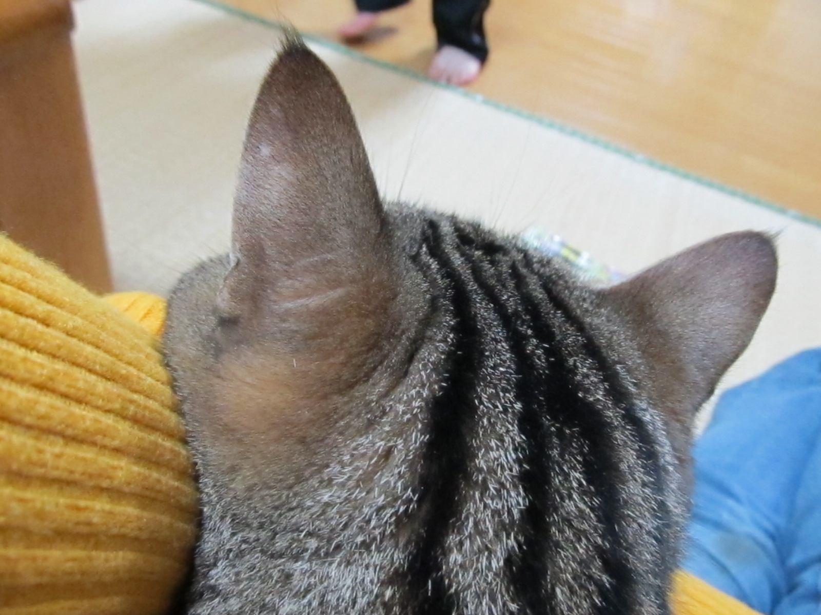 d0069311_13344797.jpg