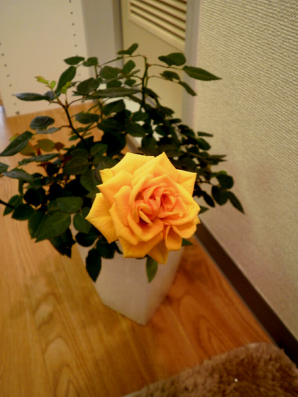 c0035116_18494993.jpg
