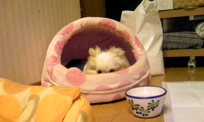 c0150520_231921.jpg