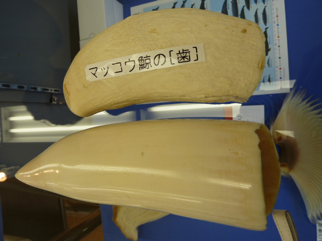 b0190242_2010417.jpg