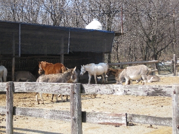 e0064647_1371728.jpg