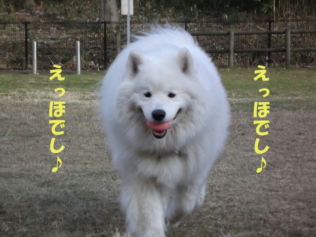 e0176159_139191.jpg