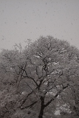 a0141366_1164872.jpg
