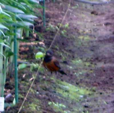 e0097770_22585385.jpg