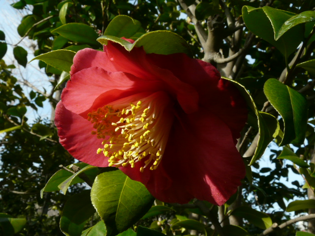 e0145782_16384083.jpg