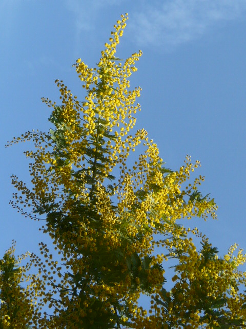 e0145782_16402910.jpg