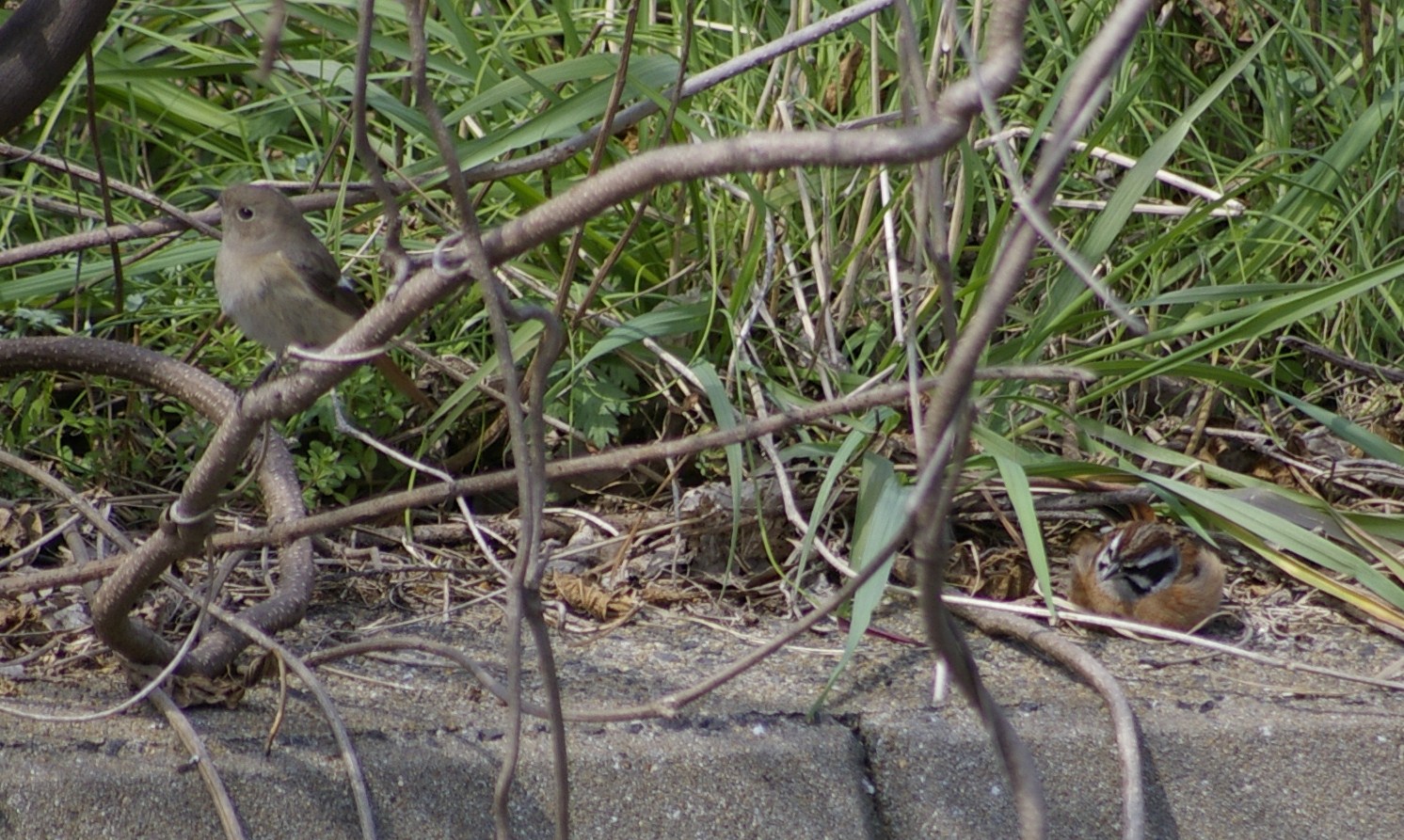 e0197884_20543331.jpg