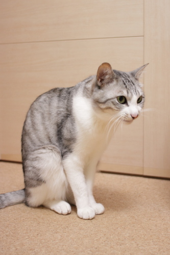僕のウチで、僕のおかーさんなんだからね!