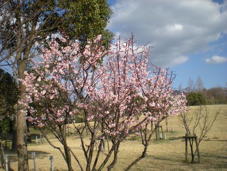 b0061107_1021333.jpg