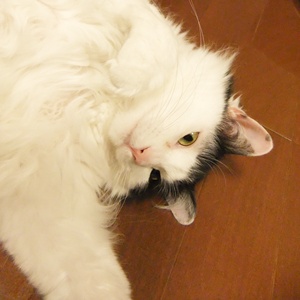 a0198826_1263992.jpg