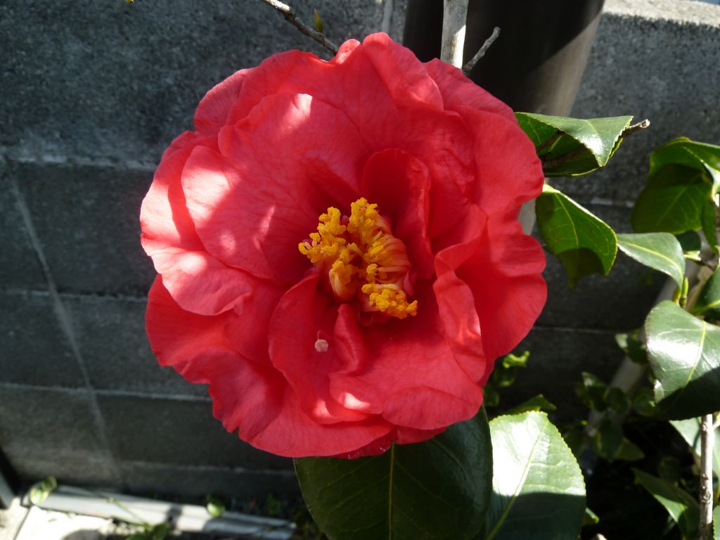 e0033229_20343698.jpg