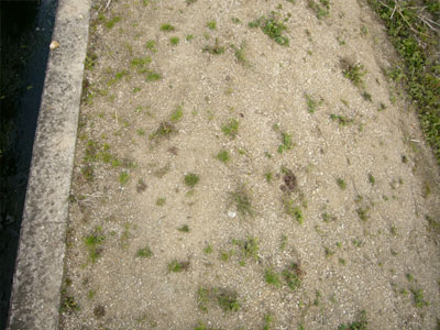 d0155731_1622325.jpg