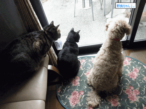 c0136736_1914793.gif