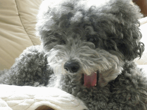 c0136736_1954493.gif