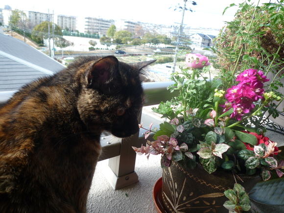 e0031572_2010442.jpg