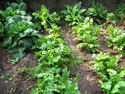 f0003174_16163976.jpg
