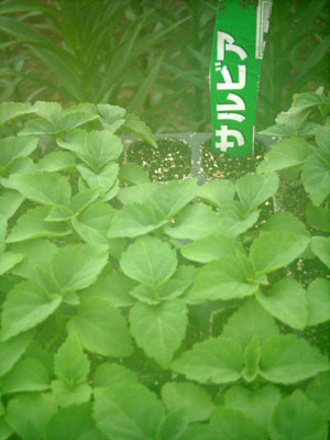 e0097770_234283.jpg