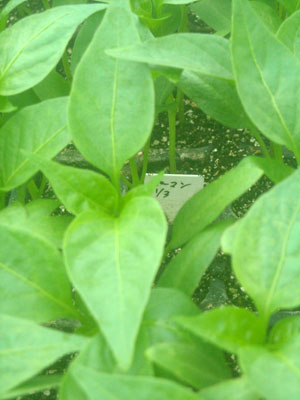 e0097770_2361555.jpg