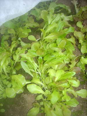 e0097770_2363058.jpg