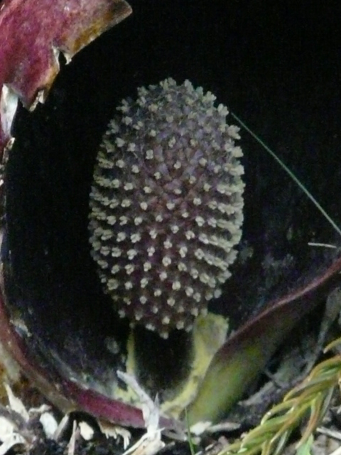 e0145782_17524579.jpg