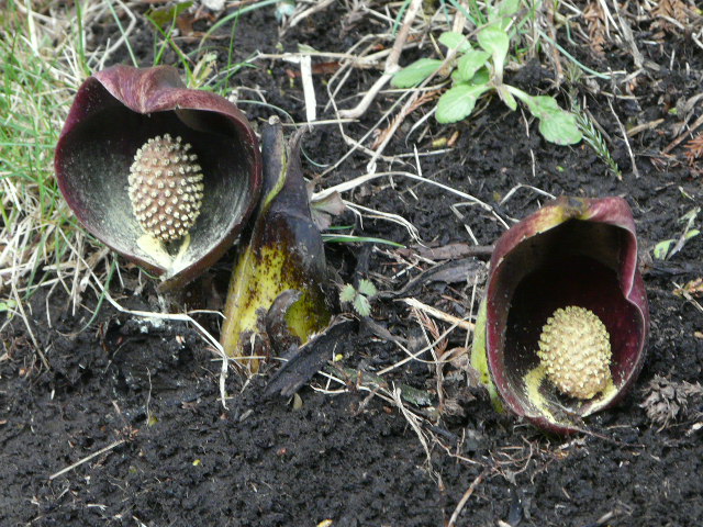 e0145782_17531431.jpg