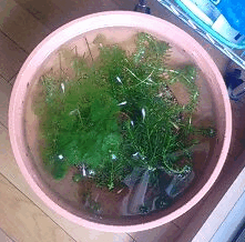 d0048332_9421428.gif