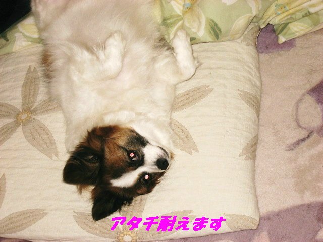 a0149240_11152571.jpg