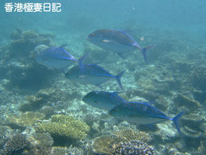 f0190653_1132591.jpg