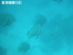 f0190653_1155740.jpg