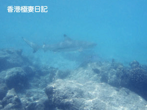 f0190653_1164224.gif
