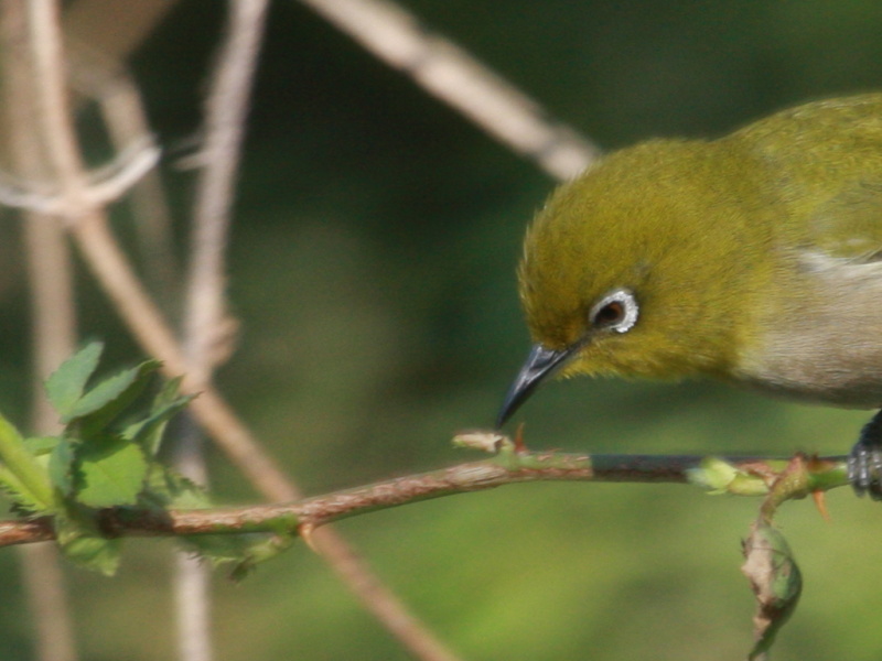 メジロが虫を食べる 治水緑地の野鳥日記