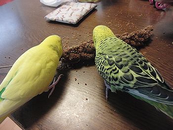 f0196665_06074.jpg