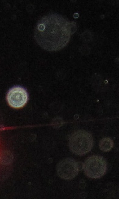 b0072881_1045429.jpg