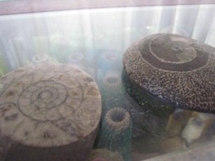e0033301_1483737.jpg