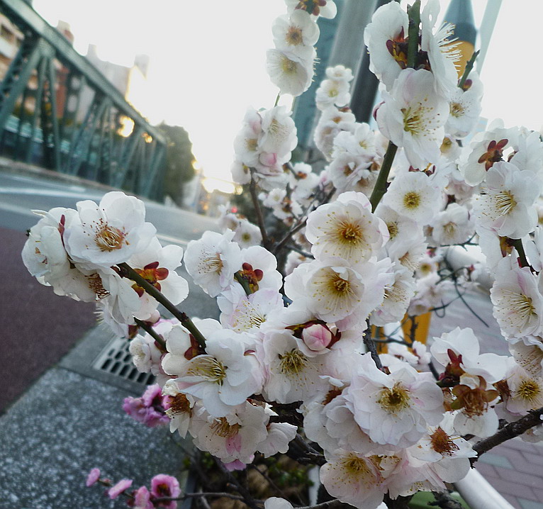 c0138198_941246.jpg