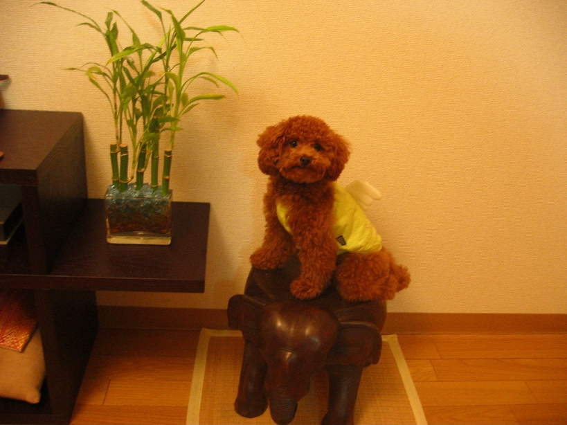 c0110906_22231375.jpg