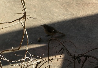 c0190010_2183637.jpg