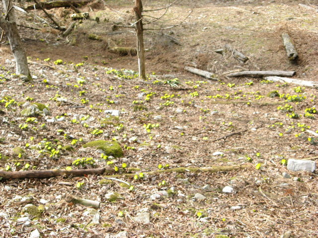 d0006512_2356277.jpg