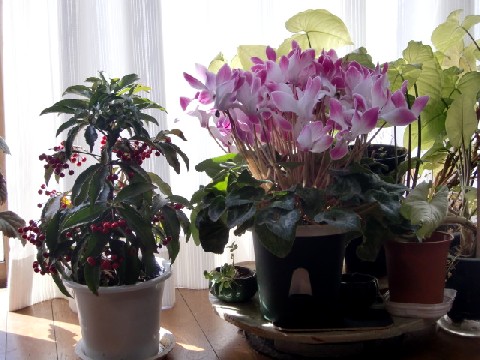 b0012636_928238.jpg