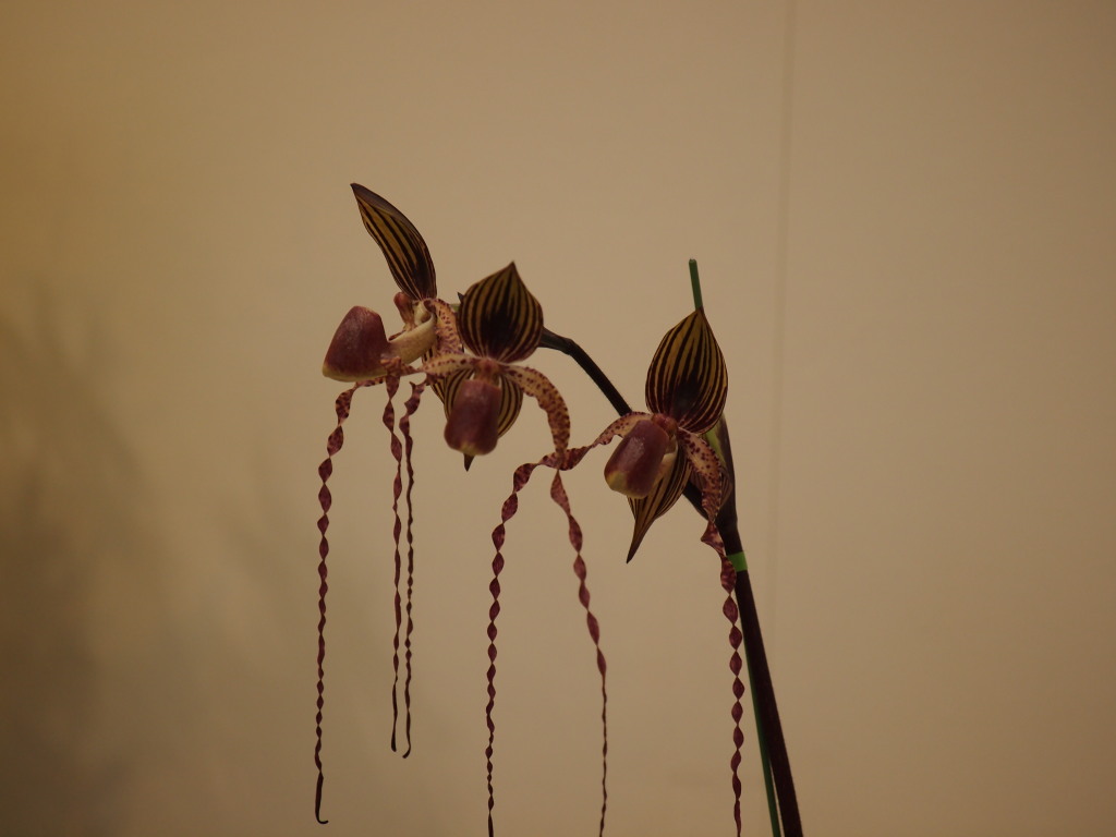 c0066245_1545542.jpg