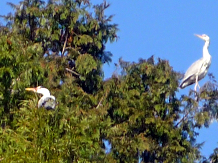 c0125283_9441918.jpg