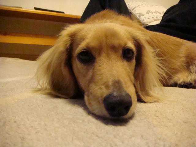 d0098295_029411.jpg