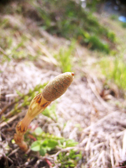 d0077603_1139613.jpg