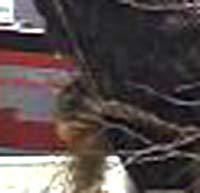 e0103408_1431245.jpg