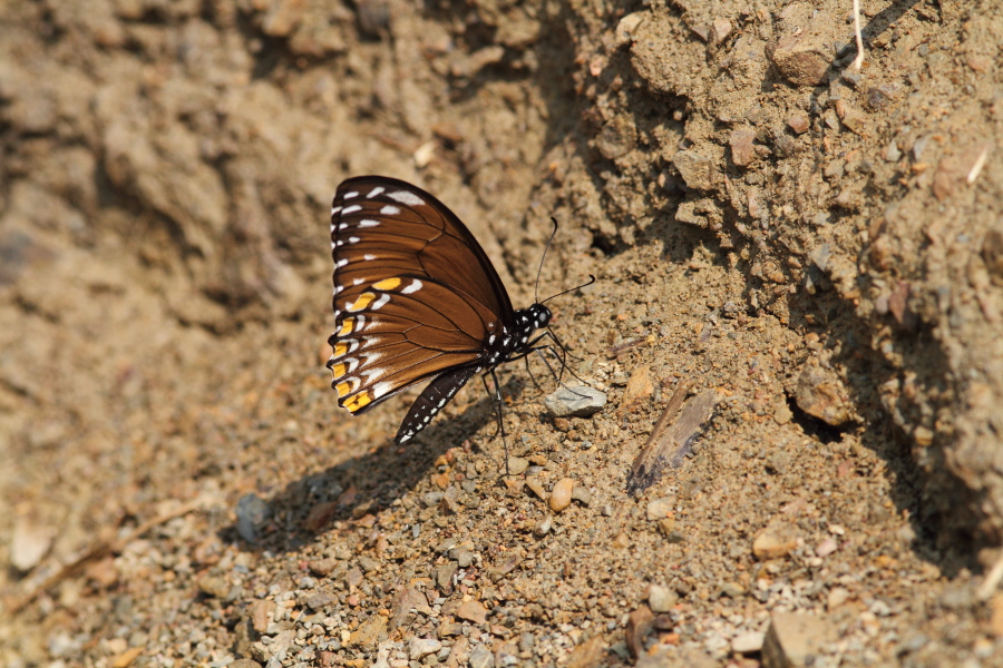 a0094850_21173769.jpg