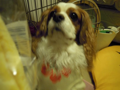 d0044986_23515688.jpg