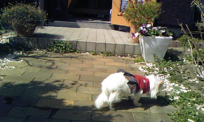 c0150520_17383040.jpg